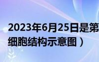 2023年6月25日是第几周（2024年05月23日细胞结构示意图）