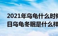 2021年乌龟什么时候冬眠（2024年05月23日乌龟冬眠是什么样子）