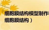 细胞膜结构模型制作教程（2024年05月23日细胞膜结构）