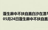 蓬生麻中不扶自直白沙在涅与之俱黑这句话夸大了（2024年05月24日蓬生麻中不扶自直白沙在涅与之俱黑）