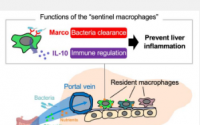 识别新的肝脏防御者驻留巨噬细胞的作用