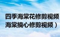 四季海棠花修剪视频（2024年05月25日四季海棠摘心修剪视频）