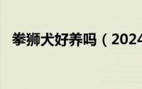 拳狮犬好养吗（2024年05月27日拳狮犬）