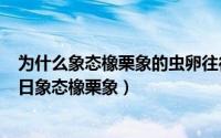 为什么象态橡栗象的虫卵往往在橡栗底部（2024年05月28日象态橡栗象）