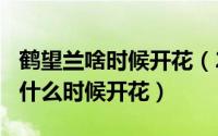 鹤望兰啥时候开花（2024年05月29日鹤望兰什么时候开花）