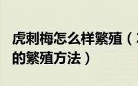 虎刺梅怎么样繁殖（2024年05月29日虎刺梅的繁殖方法）