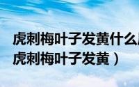 虎刺梅叶子发黄什么原因（2024年05月29日虎刺梅叶子发黄）