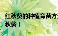 红秋葵的种植育苗方法（2024年06月01日红秋葵）