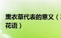 熏衣草代表的意义（2024年06月01日熏衣草花语）