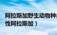 阿拉斯加野生动物种类（2024年06月01日野性阿拉斯加）