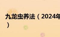 九龙虫养法（2024年06月03日九龙虫的饲养）