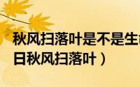 秋风扫落叶是不是生命现象（2024年06月03日秋风扫落叶）