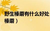 野生榛蘑有什么好处（2024年06月04日野生榛蘑）