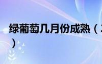 绿葡萄几月份成熟（2024年06月04日绿葡萄）