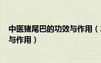 中医猪尾巴的功效与作用（2024年06月05日猪尾巴的功效与作用）