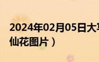 2024年02月05日大写（2024年06月05日凤仙花图片）