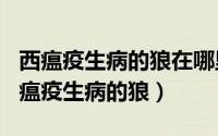 西瘟疫生病的狼在哪里（2024年06月05日西瘟疫生病的狼）