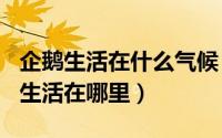 企鹅生活在什么气候（2024年06月05日企鹅生活在哪里）