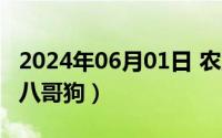 2024年06月01日 农历是（2024年06月07日八哥狗）