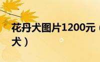 花丹犬图片1200元（2024年06月09日花丹犬）