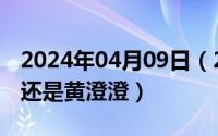 2024年04月09日（2024年06月09日黄橙橙还是黄澄澄）