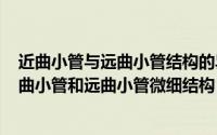 近曲小管与远曲小管结构的异同（2024年06月10日比较近曲小管和远曲小管微细结构）