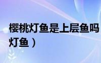 樱桃灯鱼是上层鱼吗（2024年06月12日樱桃灯鱼）