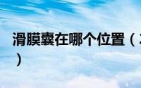 滑膜囊在哪个位置（2024年06月12日滑膜囊）