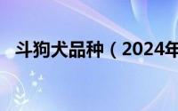 斗狗犬品种（2024年06月12日斗犬排名）