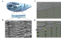 从贝壳到水泥 大自然启发出更坚固的建筑材料