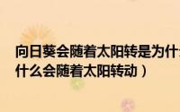 向日葵会随着太阳转是为什么（2024年06月13日向日葵为什么会随着太阳转动）