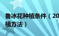 鲁冰花种植条件（2024年06月19日鲁冰花种植方法）