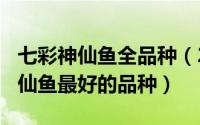 七彩神仙鱼全品种（2024年06月22日七彩神仙鱼最好的品种）