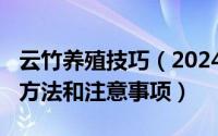 云竹养殖技巧（2024年06月25日云竹的养殖方法和注意事项）