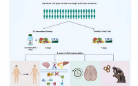 试点研究为评估饮食对大脑健康的影响提供了蓝图