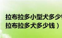 拉布拉多小型犬多少钱（2024年06月27日小拉布拉多犬多少钱）