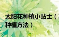 太阳花种植小贴士（2024年06月29日太阳花种植方法）