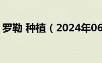 罗勒 种植（2024年06月29日罗勒种植方法）