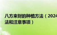 八方来财的种植方法（2024年06月29日八方来财的养殖方法和注意事项）