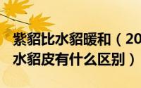 紫貂比水貂暖和（2024年07月01日紫貂皮和水貂皮有什么区别）