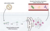 新的 mRNA 技术将细胞转变为持久的药物工厂