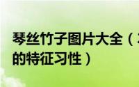 琴丝竹子图片大全（2024年07月05日琴丝竹的特征习性）