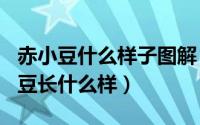 赤小豆什么样子图解（2024年07月08日赤小豆长什么样）