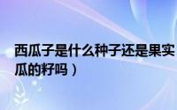 西瓜子是什么种子还是果实（2024年07月20日西瓜子是西瓜的籽吗）