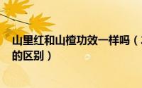 山里红和山楂功效一样吗（2024年07月21日山里红和山楂的区别）