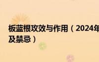 板蓝根攻效与作用（2024年07月24日板蓝根的功效与作用及禁忌）