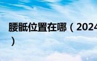 腰骶位置在哪（2024年07月24日腰骶部位置）