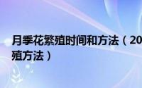 月季花繁殖时间和方法（2024年07月25日盆栽月季花的繁殖方法）