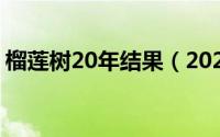 榴莲树20年结果（2024年07月26日榴莲树）