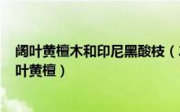 阔叶黄檀木和印尼黑酸枝（2024年07月31日印尼黑酸枝阔叶黄檀）